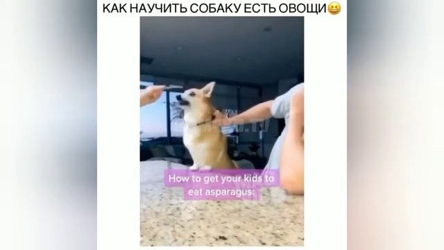 Смешные видео Для поднятия настроения Котики Смешные случаи Funny videos Приколы смотреть онлайн