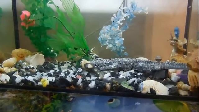 Новое применение шунгита смотреть онлайн