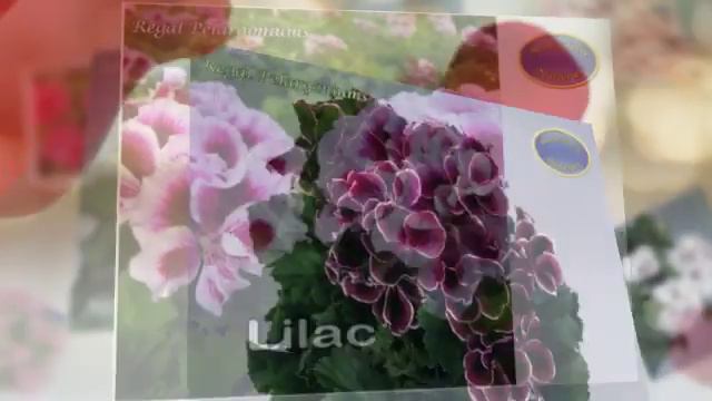 Regal Pelargoniums смотреть онлайн