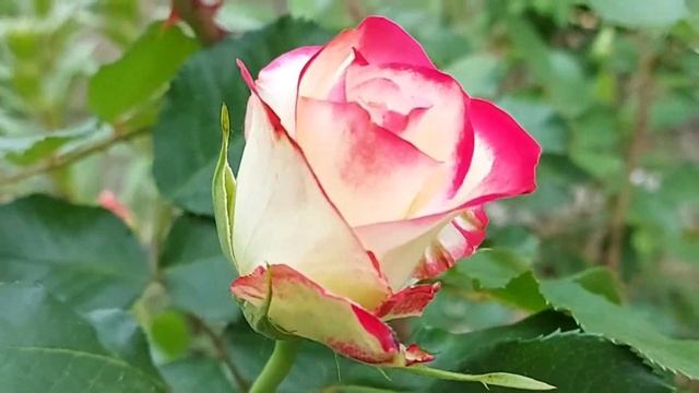 Роза "Юбилей принца Монако " 29.05.22 смотреть онлайн