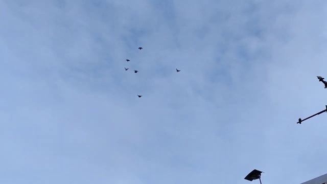 Полёты перелёты,мои голуби летают сами ? смотреть онлайн