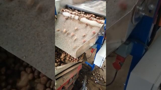 Работа сух чистки овощей1