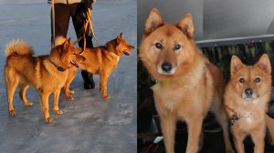 Карело финские лайки.