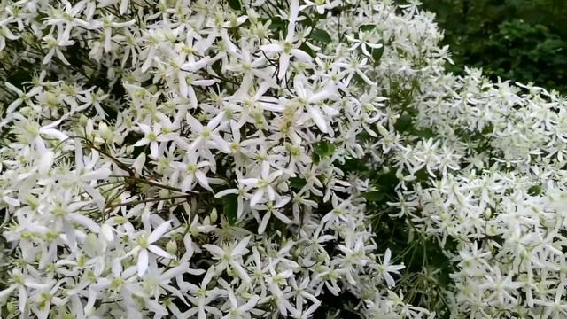 Клематис жгучий мелкоцветковый или клематис душистый. Советы по уходу.. смотреть онлайн