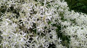 Клематис жгучий мелкоцветковый или клематис душистый. Советы по уходу..