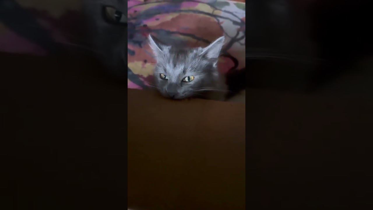 Правильная чистка зубов смотреть онлайн