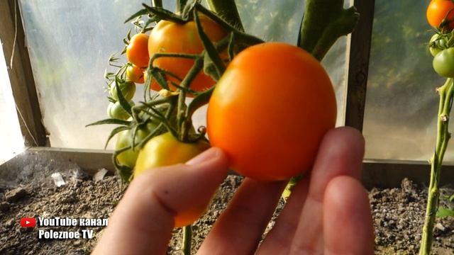 СЛАДКИЙ УРОЖАЙНЫЙ И ОЧЕНЬ ПОЛЕЗНЫЙ СОРТ ТОМАТОВ ЗЛАТОВЛАСКА смотреть онлайн