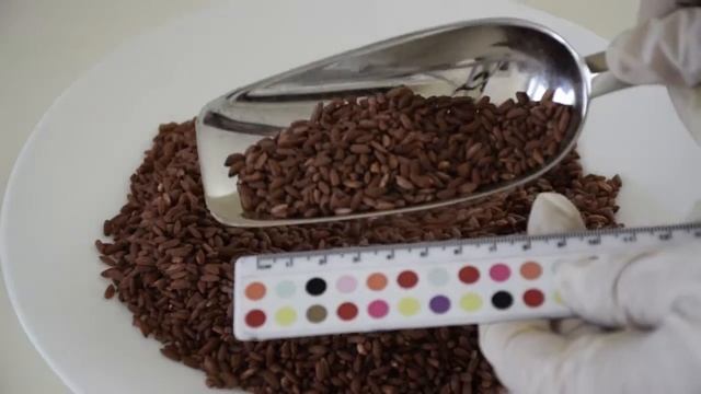 Рис Девзира (крашеный) Узбекистан смотреть онлайн