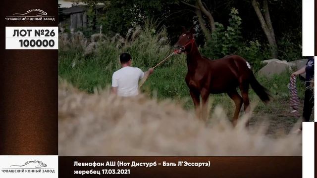Аукцион РМ Рысистых лошадей. Чувашский конный завод смотреть онлайн