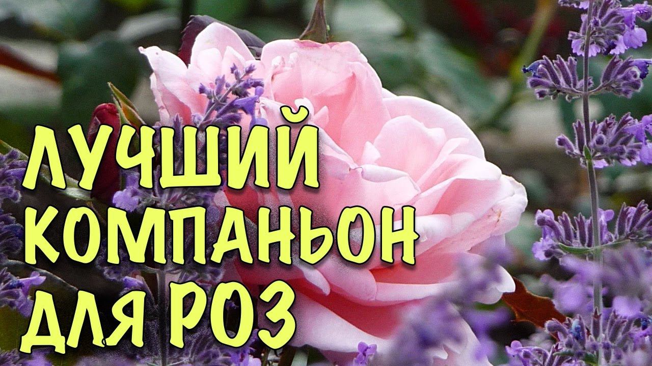 ЛУЧШИЙ компаньон ДЛЯ РОЗ. Как вырастить ЛАВАНДУ из СЕМЯН смотреть онлайн