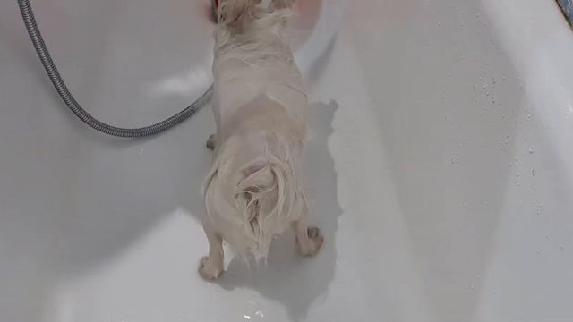 Померанский шпиц. Как искупать шпица.