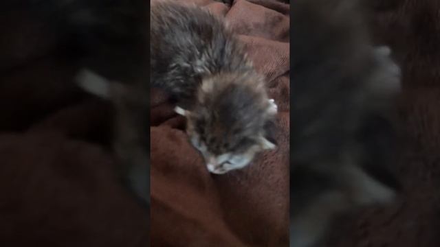 У котёнка начал открываться первый глазик! Ура!!! ?? #10 смотреть онлайн