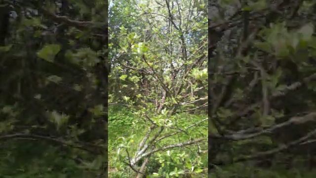 Продажа участка, с.Шава, Кстовский район, Нижегородская область. смотреть онлайн