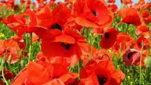 юлия селиверстова красные маки