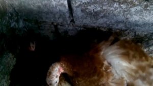 КАК ПОСАДИТЬ ИНДЮШКУ НА ЯЙЦА? ПРИЗНАКИ ЧТО ОНА ГОТОВА НАСИЖЕВАТЬ2 лютого 2020 р.