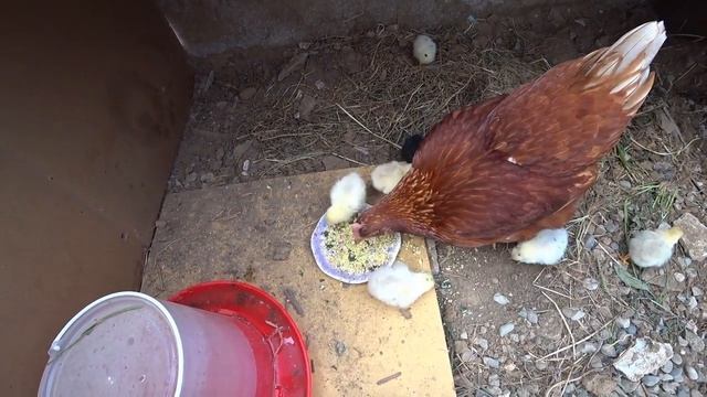 цыплята растут очень быстро у Чебурека уже выросли крылья, а черныш похоже петух))) смотреть онлайн
