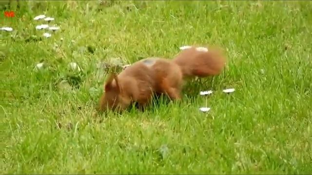 Rotes Eichhörnchen смотреть онлайн