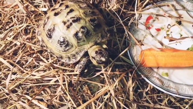 Содержание сухопутной среднеазиатской черепахи? смотреть онлайн