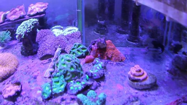 "Shrimp cleans" «REEF EXCLUSIVE» смотреть онлайн