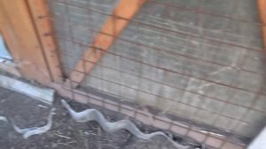 Вольер для кроликов, обзор через месяц