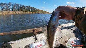 Nautilus Verona VRSS802L.ловля судака поздней осенью