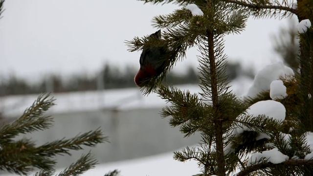 Щур смотреть онлайн