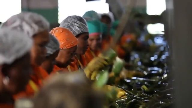 Плантации Алоэ Вера Форевер / Как растет Алоэ Вера. #форевербишкек #плантацииалоэвера смотреть онлайн