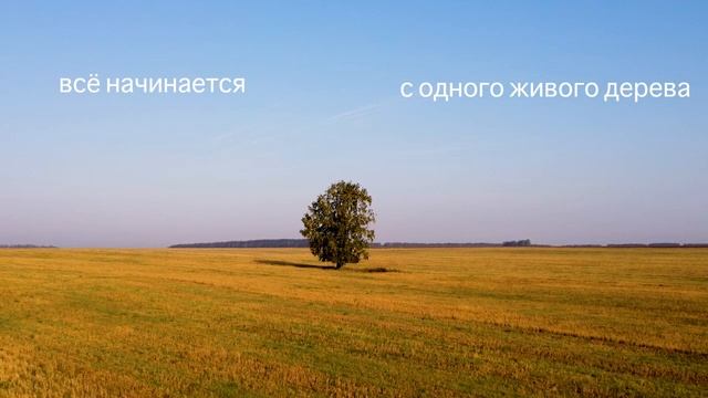 Все начинается с одного живого дерева смотреть онлайн