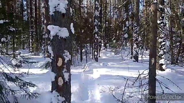 Как мы заготавливали лес. смотреть онлайн