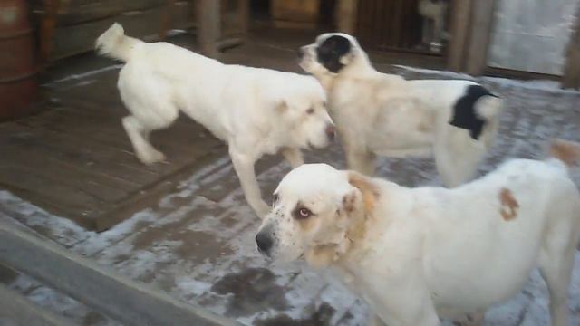 Бугай Алабай. Дива.Ты собралась рожать? смотреть онлайн