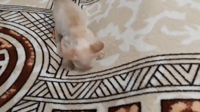 Утренняя зарядка котят Девон Рекс)))) смотреть онлайн