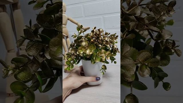 Mood - подготовка к Новогоднему настроению!?✨ смотреть онлайн