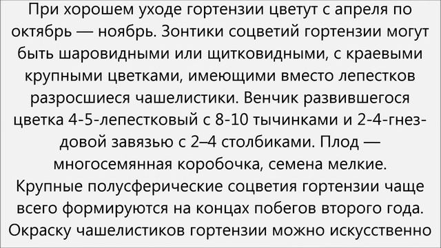 Гидрангея уход