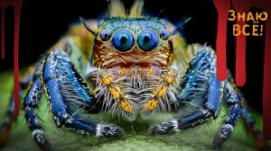Самые Опасные, Ядовитые, Большие пауки в Мире ! ТОП 9 Мечта Арахнофоба 12+