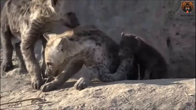 Savanna and Hyenas смотреть онлайн