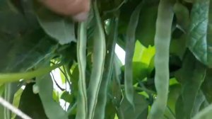 Обзор спаржевой фасоли ГИРЛЯНДА