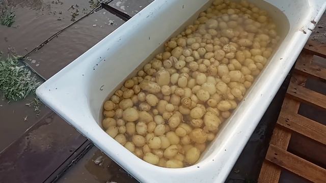 Молодая Картошка На Рынок Великие Копани цена не радует смотреть онлайн