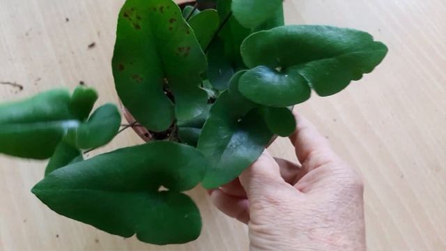 Папоротники - самые древние растения на Земле смотреть онлайн