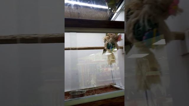 Попугаи, канарейки, стрижи, туканы смотреть онлайн