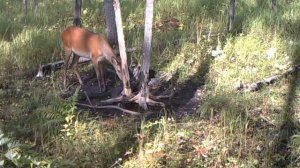 Изюбриха на солонце
