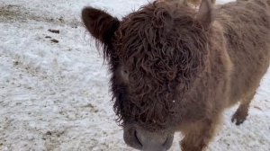 Галловейская порода крупного рогатого скота