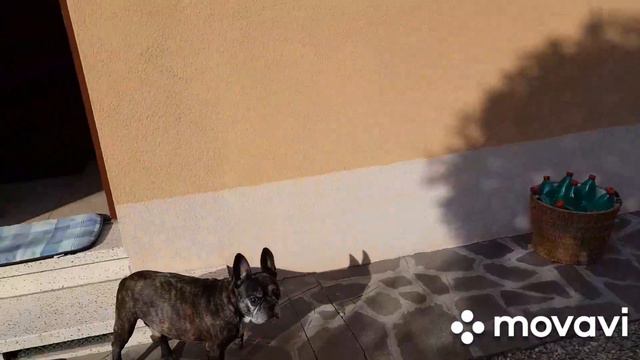 Французский бульдог ЧАК играет в 