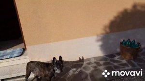 Французский бульдог ЧАК играет в « офис».  Ящерке дали имя .🦎🐶👋🏻