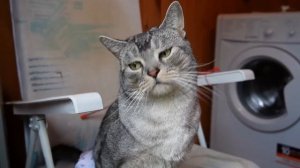 24 ЧАСА В САРАЕ СОСЕДЕЙ *ТАЙНО* С КОТАМИ И СОБАКОЙ