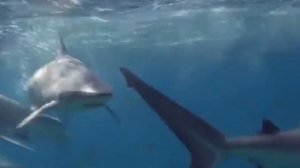 КОГО ПАНИЧЕСКИ БОЯТСЯ АКУЛЫ? МЕГАЛОДОНА, КОСАТОК ИЛИ...