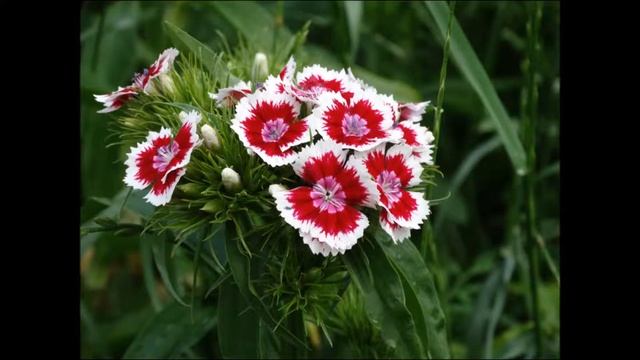 Полевые гвоздики смотреть онлайн