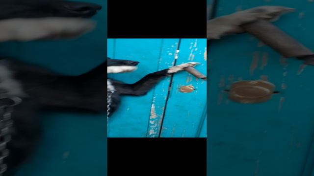 БрансУик😸