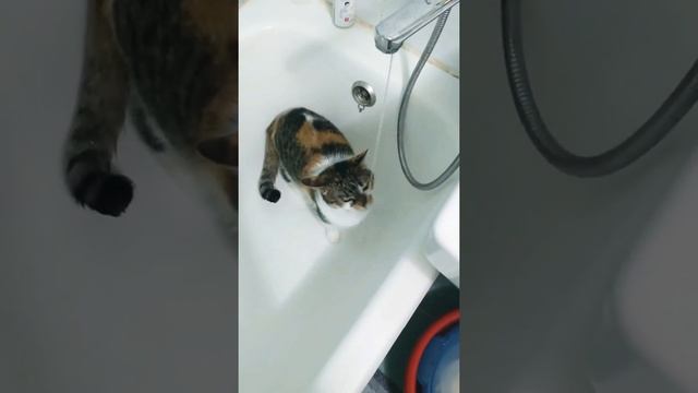 Кошка Буся любит воду! #смешное #смешныевидео #кошки #подпишись #лайк #животные #смехдослез смотреть онлайн