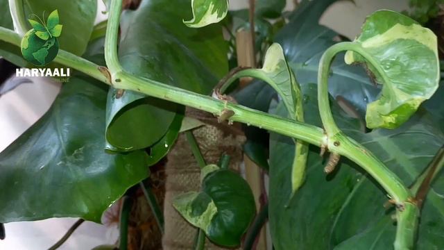 Money Plant Fast Growth/ How to Propagate Money Plants Correct & Best way / Haryaali Online смотреть онлайн
