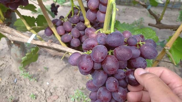 Ирен (0662571710)